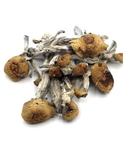 Buy Penis Envy Mushroom