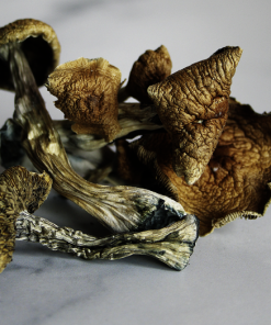 Buy Golden Teacher Mushroom