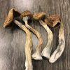 Buy African Transkei Cubensis