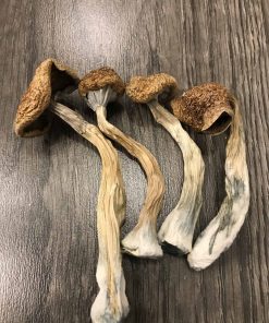 Buy African Transkei Cubensis