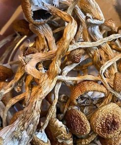 Buy Albino Penis Envy