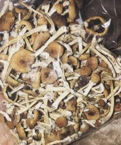 Buy Albino Cambodians Magic Mushrooms
