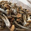 Buy Louisiana Magic Mushrooms