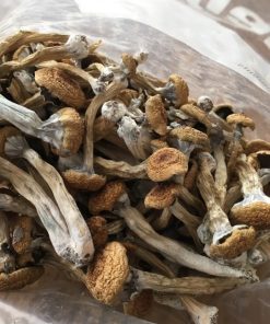 Buy Louisiana Magic Mushrooms